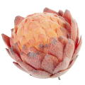 Karczoch Główka Kwiat Kula Premium Orange/Red