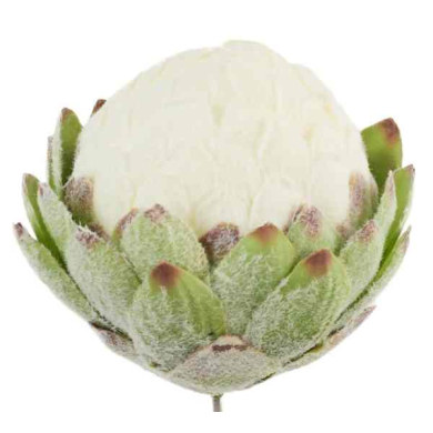 Karczoch Główka Kwiat Kula Premium Green/Cream Karczoch Główka Kwiat Kula Premium Green/Cream