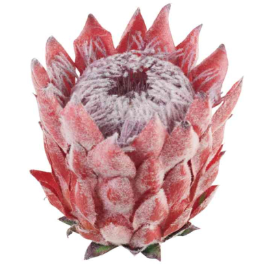 Karczoch Główka Kwiat 14 cm Premium Red Karczoch Główka Kwiat 14 cm Premium Red