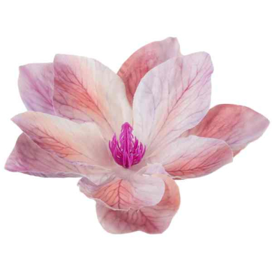 Klematis główka Cream/Pink/Lilac