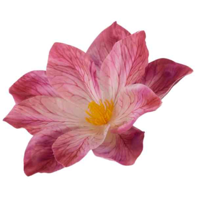 Klematis główka Dk.Pink