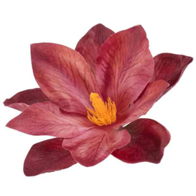 Klematis główka Red/Purple Klematis główka Red/Purple
