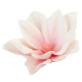 Klematis główka pianka 11 cm Ekskluzywna Cream/Pink Klematis główka pianka 11 cm Ekskluzywna Cream/Pink