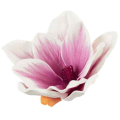 Klematis główka pianka 11 cm Ekskluzywna Cream/Purple Klematis główka pianka 11 cm Ekskluzywna Cream/Purple