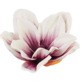 Klematis główka pianka 11 cm Ekskluzywna Cream/Burgund