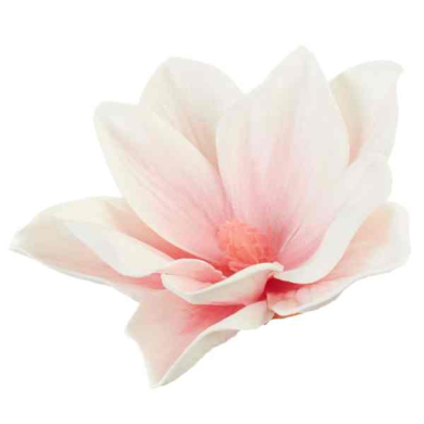 Klematis główka pianka 11 cm Ekskluzywna Cream/Pink Klematis główka pianka 11 cm Ekskluzywna Cream/Pink