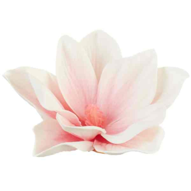 Klematis główka pianka 11 cm Ekskluzywna Cream/Pink Klematis główka pianka 11 cm Ekskluzywna Cream/Pink