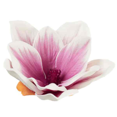 Klematis główka pianka 11 cm Ekskluzywna Cream/Purple Klematis główka pianka 11 cm Ekskluzywna Cream/Purple