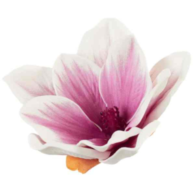 Klematis główka pianka 11 cm Ekskluzywna Cream/Purple Klematis główka pianka 11 cm Ekskluzywna Cream/Purple