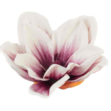 Klematis główka pianka 11 cm Ekskluzywna Cream/Burgund