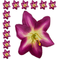 LILIA Kwiat satynowa główka Cream/Purple 12 sztuk