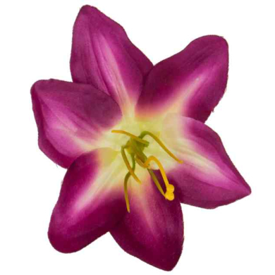 LILIA Kwiat satynowa główka Cream/Purple