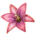 Lilia główka Purple/Orange Lilia główka Purple/Orange