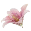 Lilia główka Mauve/Pink