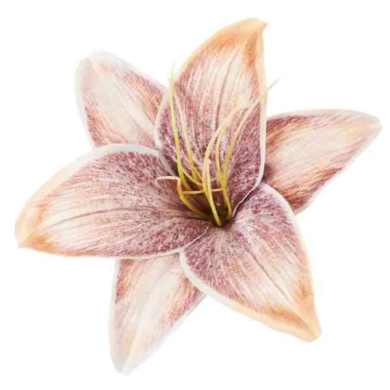 Lilia główka Beige/Purple Lilia główka Beige/Purple
