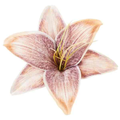 Lilia główka Beige/Purple Lilia główka Beige/Purple