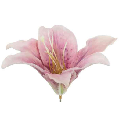 Lilia główka Mauve/Pink