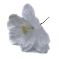 W180 Magnolia główka na łodyżce WHITE brokat