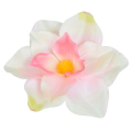Magnolia główka satyna Cream/Pink