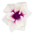 Magnolia główka satyna Cream/Purple