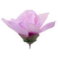 Magnolia główka satyna Pink/Purple