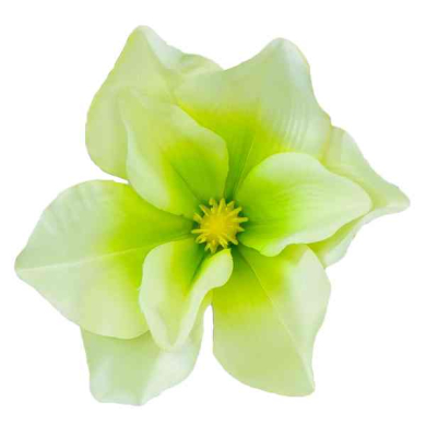 Magnolia główka satyna Green