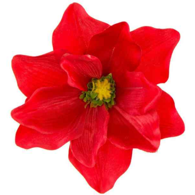Magnolia DUŻA główka kwiat Red