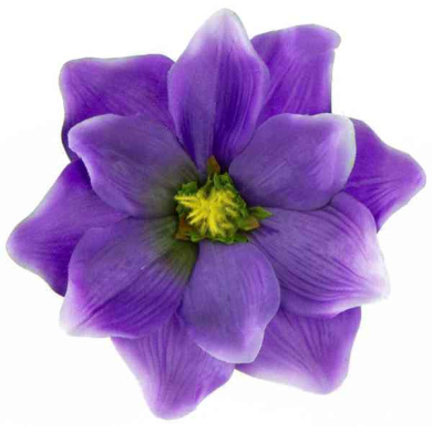 Magnolia DUŻA główka kwiat Violet