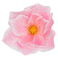 Magnolia główka kwiatowa Lt.Pink