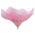 Magnolia główka kwiatowa Lt.Pink
