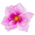 Magnolia główka kwiatowa Pink
