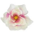 Magnolia główka kwiatowa Cream / Pink