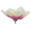 Magnolia główka kwiatowa Cream / Pink