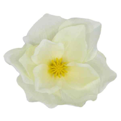 Magnolia główka kwiatowa Cream