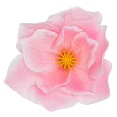 Magnolia główka kwiatowa Lt.Pink