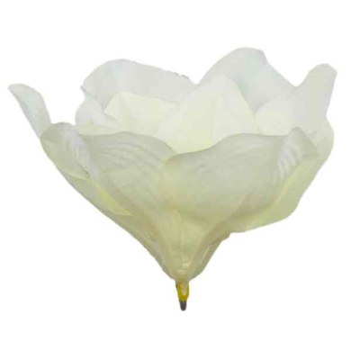 Magnolia główka kwiatowa Cream