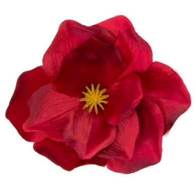 Magnolia główka kwiatowa Dk.Red