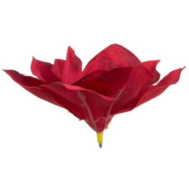 Magnolia główka kwiatowa Dk.Red