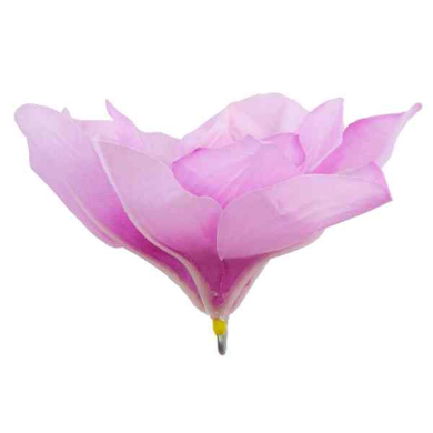 Magnolia główka kwiatowa Pink