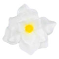 Magnolia główka kwiat White 17 cm
