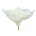 Magnolia główka kwiat White 17 cm