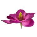 Magnolia główka kwiat 11 cm kolor Purple