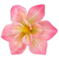 Magnolia DUŻA główka 20 cm KWIAT Pink