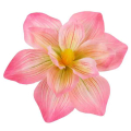 Magnolia DUŻA główka 20 cm KWIAT Pink