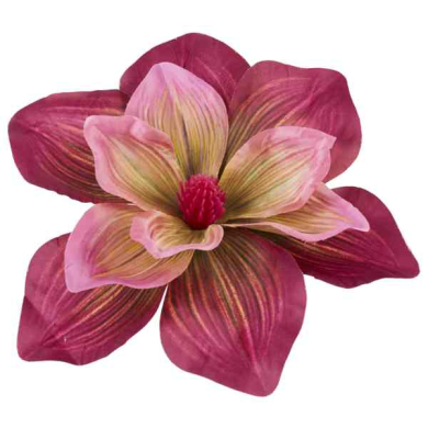 Magnolia DUŻA główka 20 cm KWIAT Purple