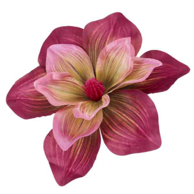 Magnolia DUŻA główka 20 cm KWIAT Purple