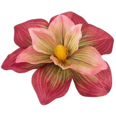 Magnolia DUŻA główka 20 cm KWIAT Burgundy