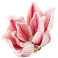 Magnolia główka kwiatowa pianka Ekskluzywna 16 cm Cream/Pink