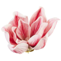 Magnolia główka kwiatowa pianka Ekskluzywna 16 cm Cream/Pink