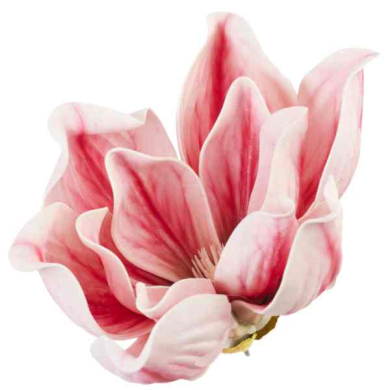 Magnolia główka kwiatowa pianka Ekskluzywna 16 cm Cream/Pink